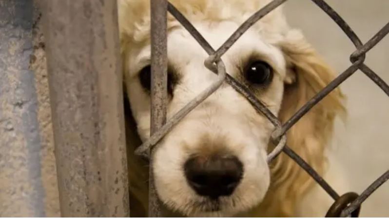 Animal Slaughter Houses