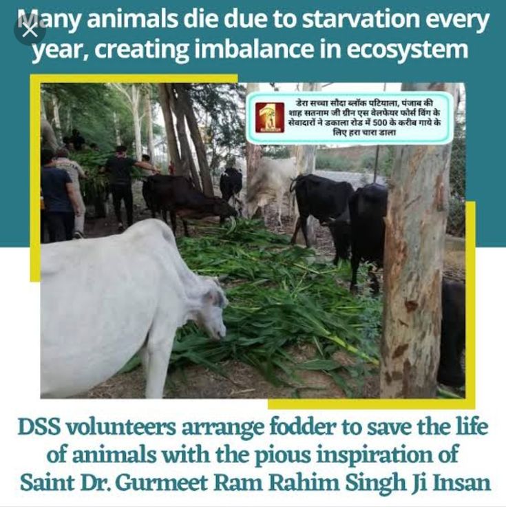 Baba Ram Rahim Shelter for animals