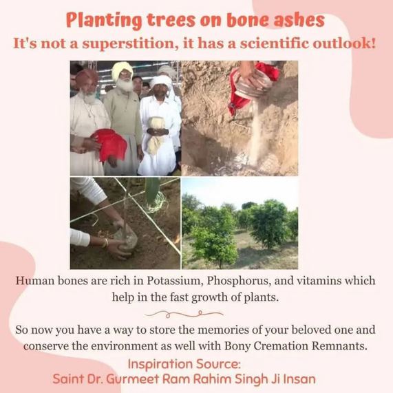 Plants Trees with Cremation Ash